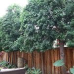 Taking Care of Trees During Southern California’s Winter: 5 Tips