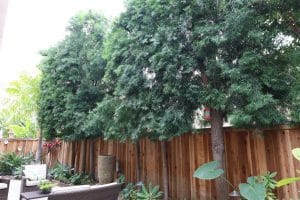 Read more about the article Tree Privacy Maintenance: 5 Reasons to Enhance Your Privacy
