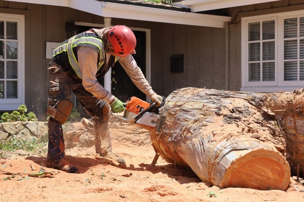 treeremoval