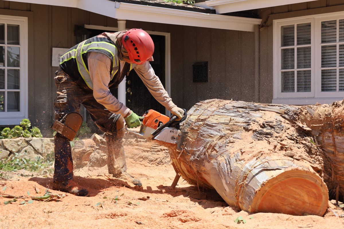 Tree Removal & Stump Grinding 1