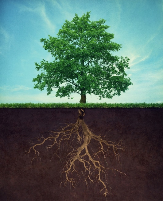 Read more about the article Why Extra Nutrients Matter: Nourishing Your Trees in Late Summer