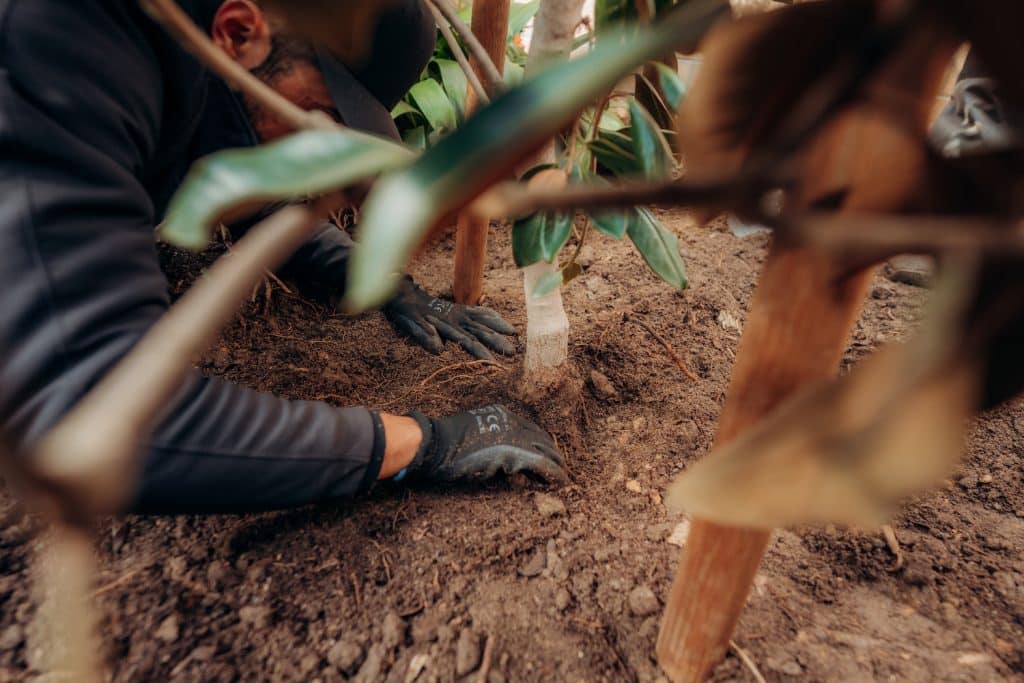 worker checking the quality of the tree