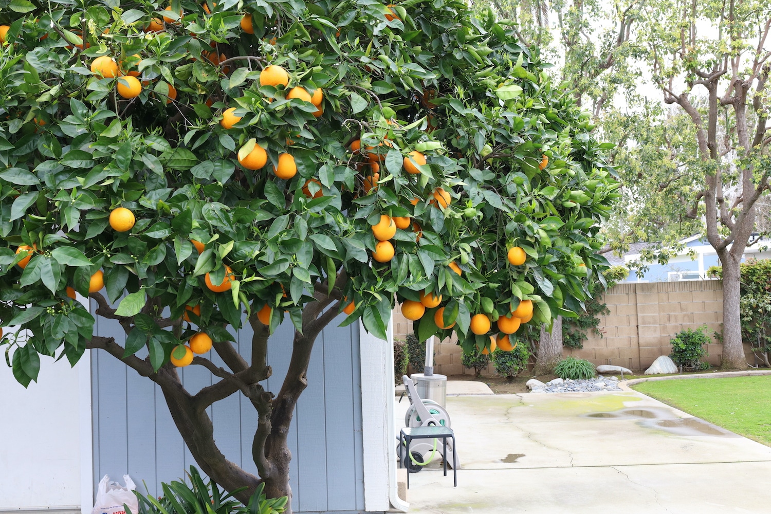 tree with fruits growing