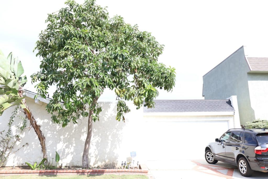 fruit tree service photo