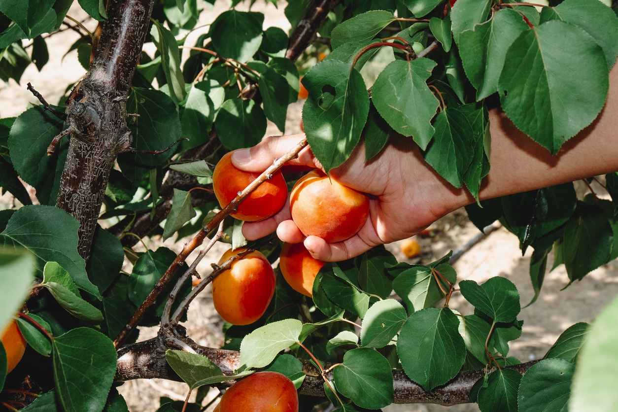 man collects some ripe apricots from the tree