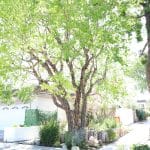 Spring Into Action: Caring for Your Spring Trees in 2026