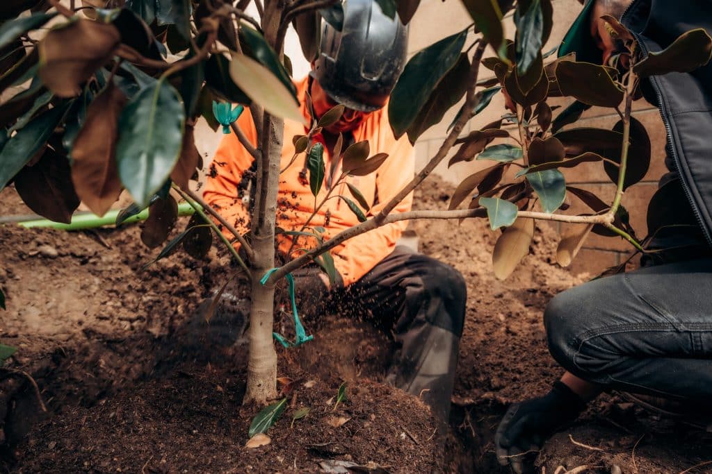 close up of man pruning tree