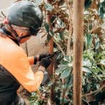Spring Trees: Essential Pruning Tips for a Healthier Landscape