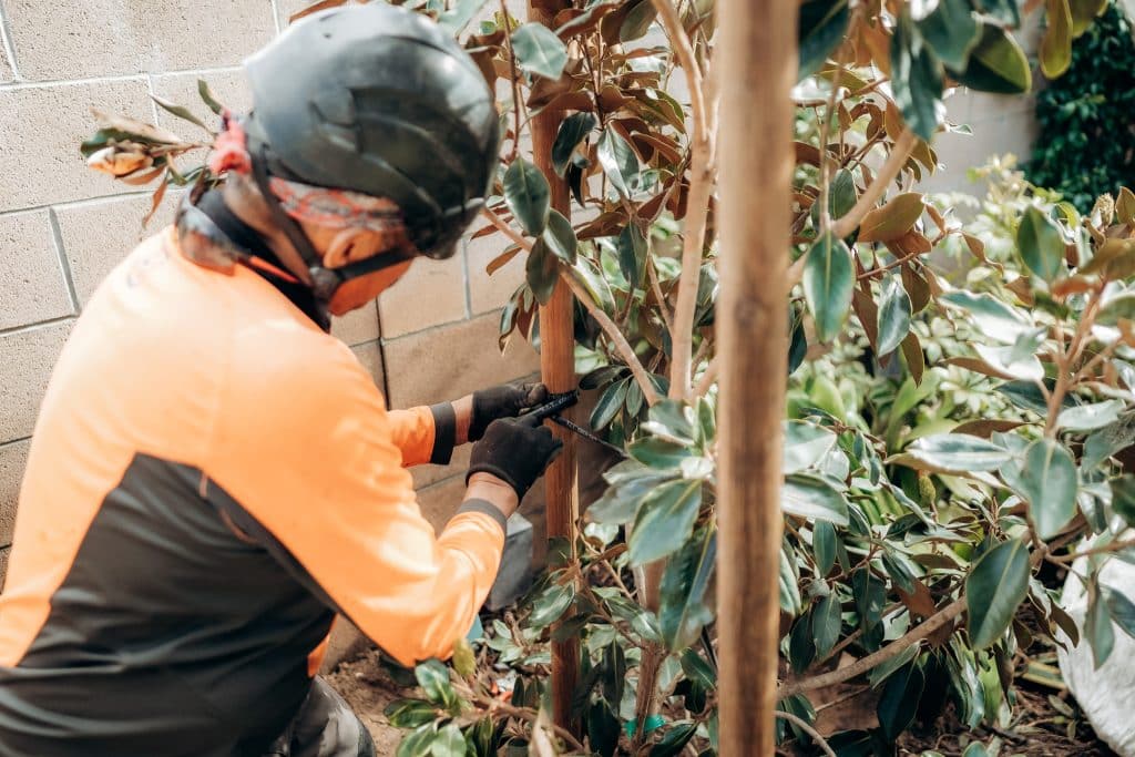 close up of man pruning tree